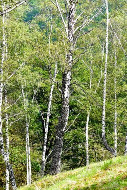 Beyaz yosun ve yeşil yapraklı güzel ağaçlar.