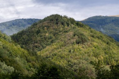 Sabah yeşil orman ve dağ. yüksek kaliteli fotoğraf