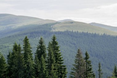 Karpat Dağları'nda yeşil orman