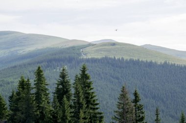 Yazın yeşil ağaçları ve ormanı olan Karpat Dağları