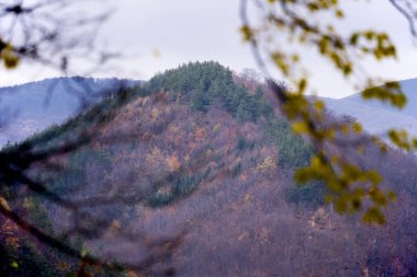 Dağlardaki bir ormanın güzel bir görüntüsü