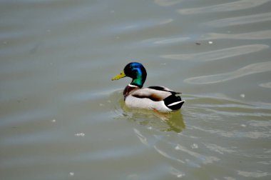 Vahşi ördekler gölette yüzerler, parkın gölü.