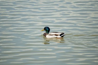 Vahşi ördekler gölette yüzerler, parkın gölü.