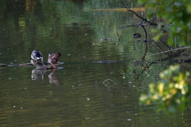 Vahşi ördekler gölette yüzerler, parkın gölü.