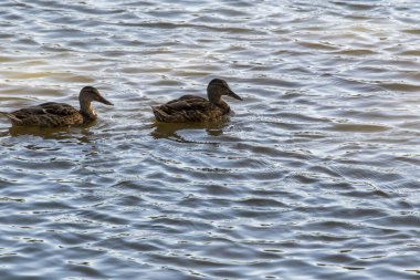Vahşi ördekler gölette yüzerler, parkın gölü.