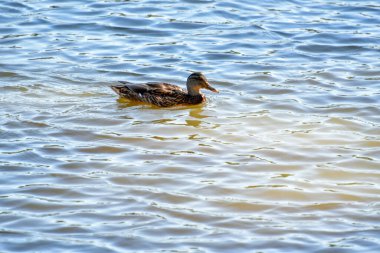 Vahşi ördekler gölette yüzerler, parkın gölü.