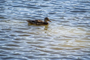 Vahşi ördekler gölette yüzerler, parkın gölü.