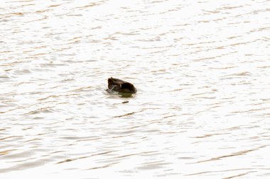 Vahşi ördekler gölette yüzerler, parkın gölü.