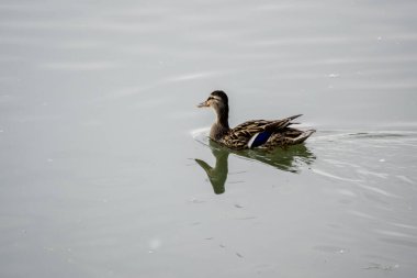 Vahşi ördekler gölette yüzerler, parkın gölü.