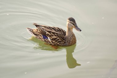 Vahşi ördekler gölette yüzerler, parkın gölü.