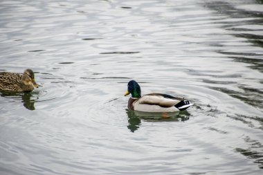Vahşi ördekler gölette yüzerler, parkın gölü.