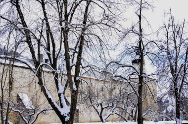 Parkta karla kaplı ağaçlar