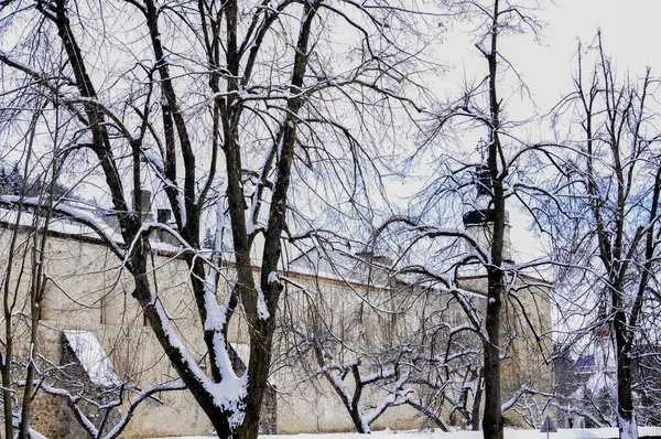 Parkta karla kaplı ağaçlar