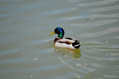 Suda yüzen güzel bir ördeğin yakın plan fotoğrafı.