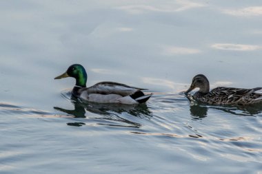 Gölde bir çift ördek