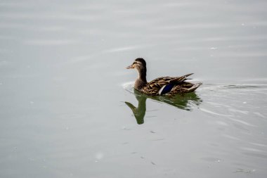 Şehir parkında yaban ördeği yüzüyor.