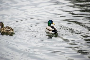 Mallard gölette.