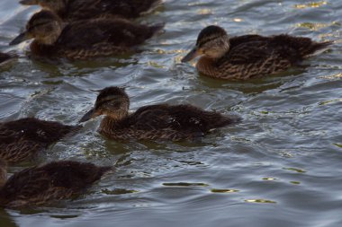 Mallard Duck gölette yüzüyor..