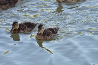 Gölde yaban ördeği