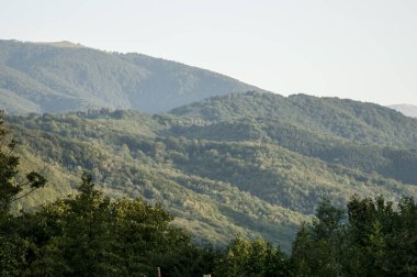 Güneşli bir günde dağlık bir ormanın güzel manzarası