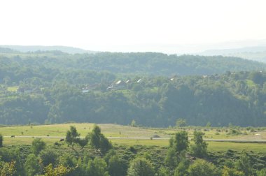 green field with trees and forest