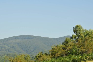 Ağaçları ve mavi gökyüzü olan güzel bir manzara.