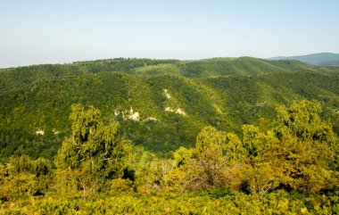 dağ ormanı güzel görünümü