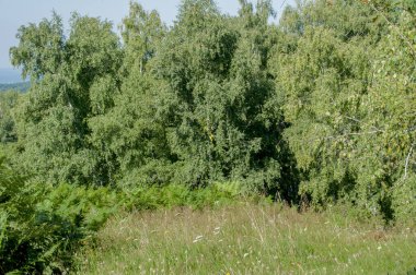 Ağaçlar ve yeşil çimenler