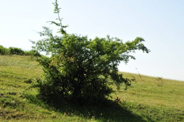 Bulutlu bir günde ormanda güzel bir ağaç görüntüsü.