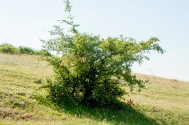 Çayırdaki yeşil çimenler ve çiçekler