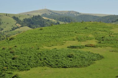 Yeşil Çimen ve Mavi Gökyüzü