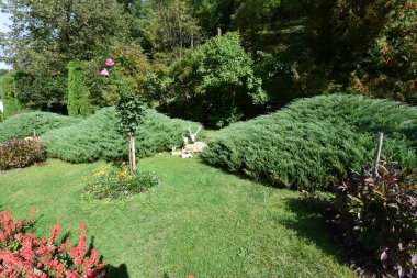 Büyük bir ağacı olan bahçe.