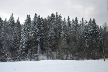 Ormanda kış manzarası