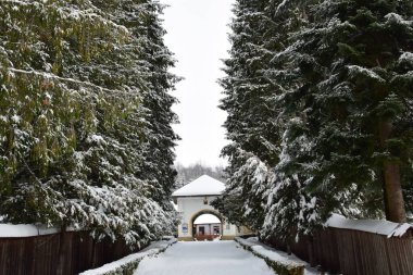 Kar - parktaki ağaçlar ve çalılar.