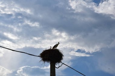 Leylek bir direkte oturuyor.