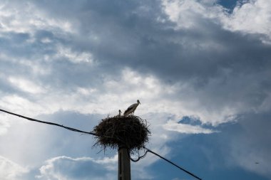 Ağaçtaki yuvasında beyaz bir leylek.