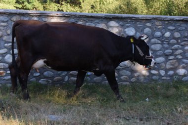 Tarlada otlayan bir inek.