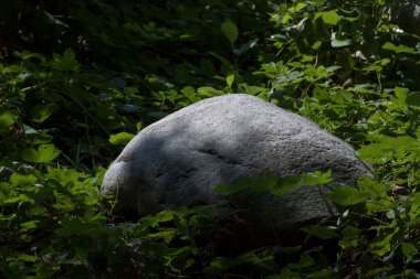 Ormandaki bir kayanın yakın çekimi.