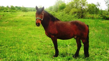 kahverengi at otlatma mera