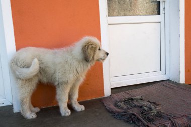 Kapıda oturan köpek