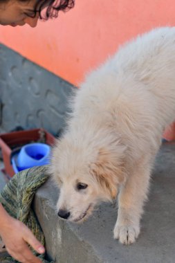 Köpek barınağında köpek var.