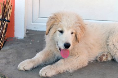 Yerde yatan sevimli köpek.