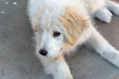 Bahçedeki portre köpeği.