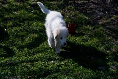 Köpek doğurmak kenar kömür ocağı