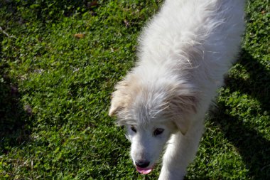 Yeşil parktaki köpek.