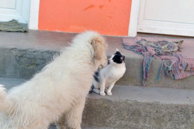 Bahçedeki kedi ve köpek, evcil hayvan