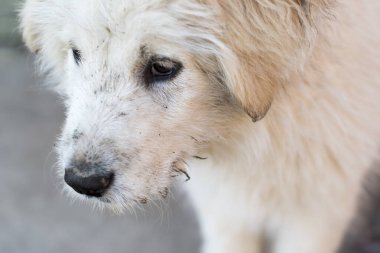 Beyaz yakalı üzgün bir köpek.