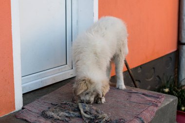 Beyaz köpek yerde yatıyor ve kameraya bakıyor.