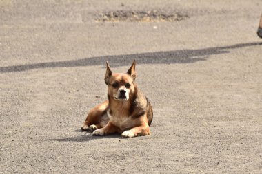 Köpek yerde oturuyor..