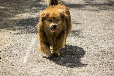 Köpek parkta yürüyor.